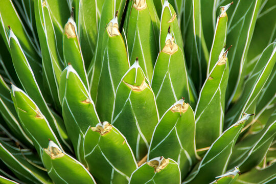 selective shot, suculent leaves