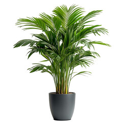 A Tall Potted Palm Plant with Large Fan Shaped Green Leaves Isolated on Transparent Background