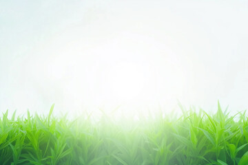 Obraz premium A clean bright background with the glare of sunlight providing copy space with fresh grass on the bottom.