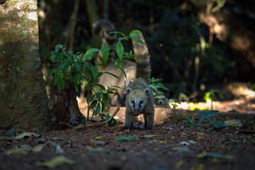 Alert! Striking pose from coati. 