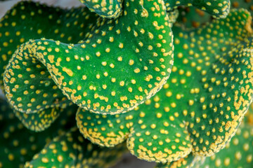 close up of a cactus green leaves