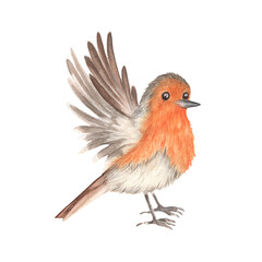 Single robin bird with bright orange chest flapping its wings. Ornithology clipart. Hand-drawn watercolor illustrations. Avian collection for scrapbooking, postcards, stickers
