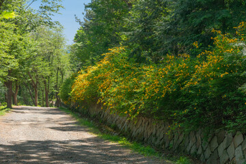 Obraz premium Sunny forest path with yellow spring flowers, peaceful walk in Hwangnyeongsan Mountain, Busan, South Korea