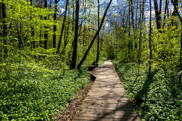Road through spring forest with beautiful sunlight