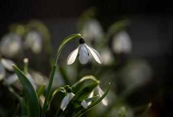 White snowdrop flowers in close-up with back sunlight