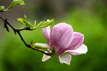 Close-up of blooming pink magnolias on a spring day