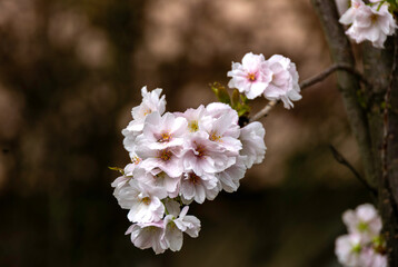 Close-up of pink spring flowers on a tree on a spring day