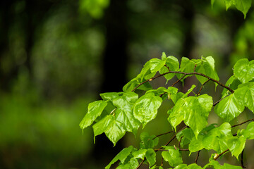 Close-up of a branch with young spring leaves