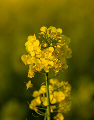 Close-up of rapeseed flowers on a sunny day