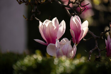 Close-up of blooming pink magnolias on a spring day