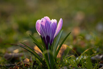 Purple crocuses on the grass on a spring day