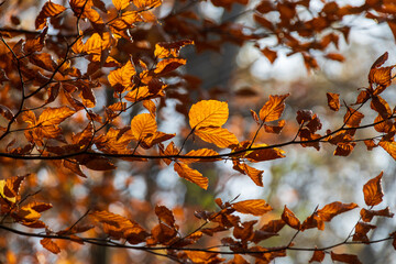 Close-up of a branch with orange leaves on an autumn tree