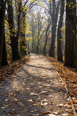 Late autumn road in park with soft sunlight