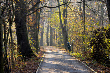 Late autumn road in park with soft sunlight