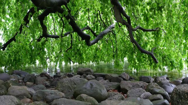 Ufer Vegetation am See, frische gr&uuml;ne Baum Bl&auml;tter im Fr&uuml;hling &uuml;ber einem Stein Ufer, kleine Wellen an einem Regen Tag