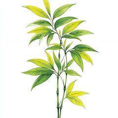Watercolor Bamboo Painting Green and Yellow Leaves on White