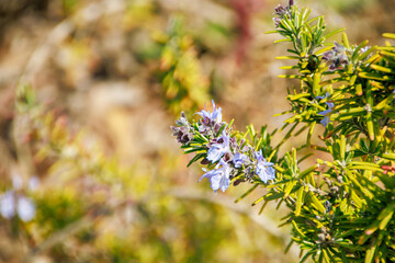 wild flowers in spring