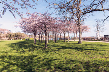Obraz premium Cherry Blossom in Langelinie park on a beautiful spring day. Sakura festival in Copenhagen