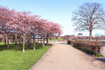 Cherry Blossom in Langelinie park on a beautiful spring day. Sakura festival in Copenhagen