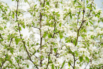 Lush Branches of Blooming Fruit Tree Covered of Small White Flower Blossoms. Renewal and Natural Beauty During the Springtime Season.