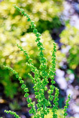green fern leaves in spring