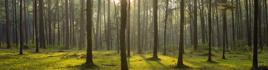 Fototapeta premium Panorama landscape shot of sunlight ray shines through the gap of column of pine tree in forest woodland area for outdoor discovery and natural public park in morning atmosphere