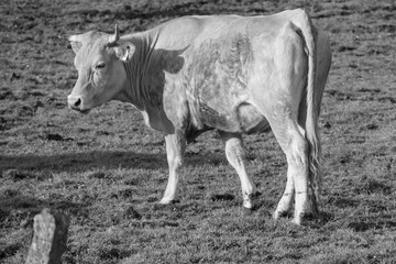 Kühe an einem Frühsommerabend im Münsterland