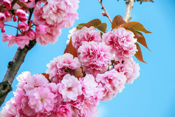 pink cherry blossom in spring