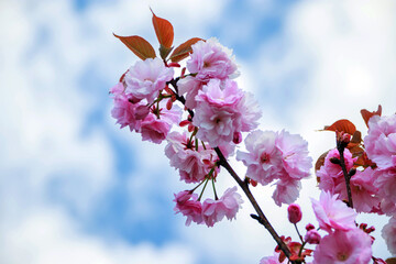 cherry blossom in spring under cloudy sky