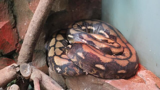 Footage of Carpet python coiled on rocks