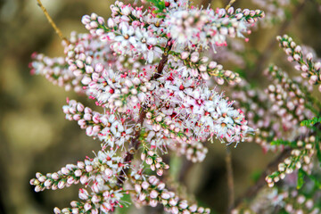 tiny red white flowers on the branches in the spring