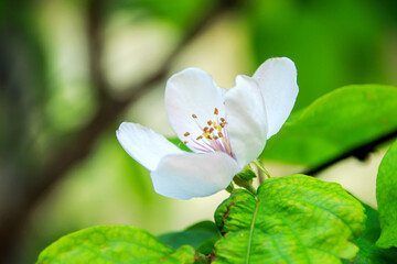 close up of white flower and green leaves