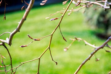 new leaf buds and tree branches against green nature