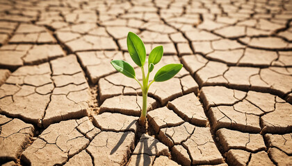 Tiny Green Sprout in Cracked Dry Earth – Resilience and Survival in Harsh Drought Landscape