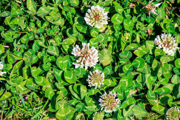 flowers and green leaves on the ground