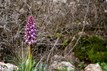Anacamptis Wild Pink Orchid Blooming in Antequera, Spain. Beautiful wild pink orchid flowering among rocks and spring greenery in the natural landscape of Antequera, Spain.