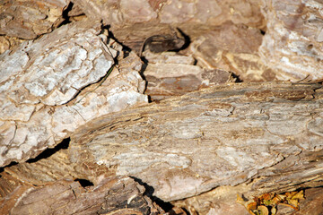 close up of a tree barks on the ground
