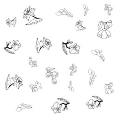 Fototapeta premium Flower Set Pattern Line Art 