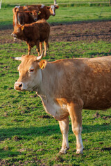 K&uuml;he an einem Fr&uuml;hsommerabend im M&uuml;nsterland