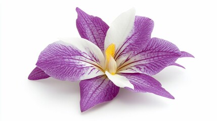 Purple and white iris bloom, close-up isolated on white background
