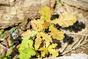 ground plant leaves in the forest