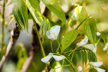 close up of a white flowers on the branch