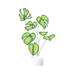 Indoor plant illustration model isolated over white background.Detailed plant mockup can be used as interior design element.Modern pot plant graphic image ready to be used.