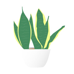 Illustration of indoor snake plant with minimal detail.Mockup plant to be used for interior designs or representation purposes.Cute plant icon isolated over white background.Modern interior plant icon