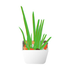 Indoor plant illustration of aloe vera isolated over white  background.Aloe plant graphic image to be used as interior designs or demonstrating aloe plant.Indoor plant mockup image ready to be used.