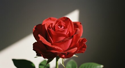 Close-up of a red dahlia flower
