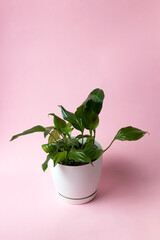 Spathiphyllum (Peace Lily) plant in a white pot 