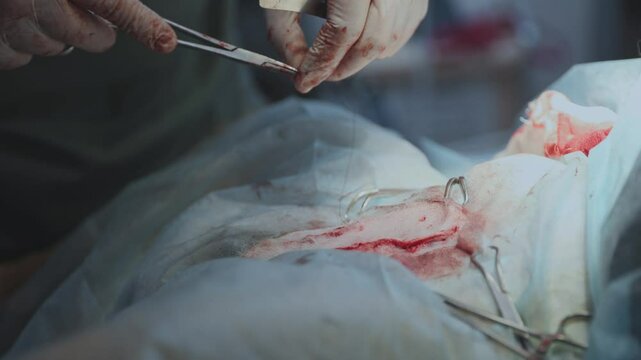 Veterinary surgery procedure: detailed view of dog animal operation and suturing techniques.