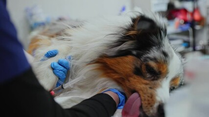 Caring veterinarian comforts dog during after surgery anesthesia at veterinary clinic. - Powered by Adobe