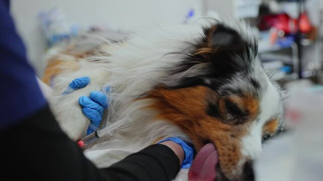 Caring veterinarian comforts dog during after surgery anesthesia at veterinary clinic.